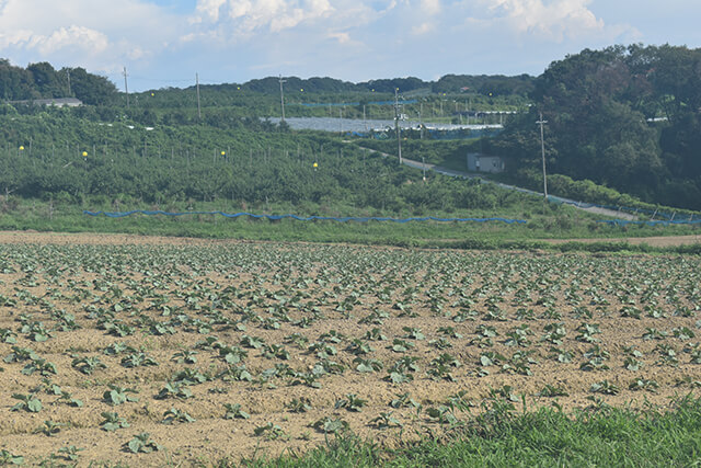 The company's own fields 2