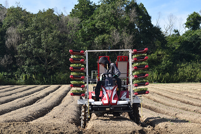 Cultivation situation